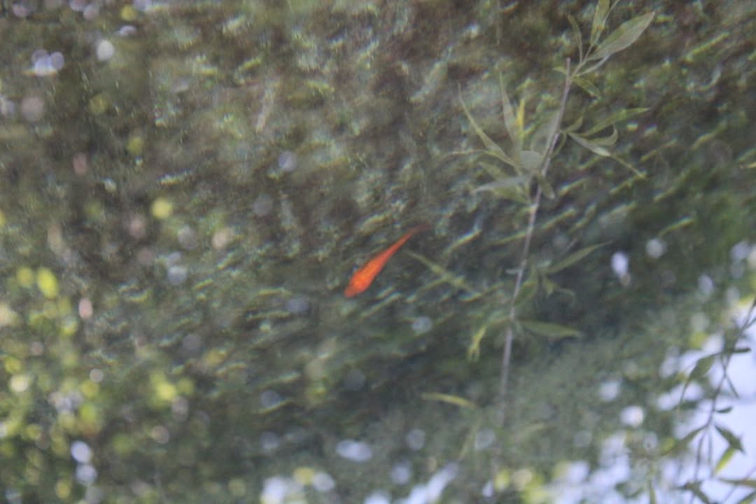 Emmo - Il primo giornale di Osilo